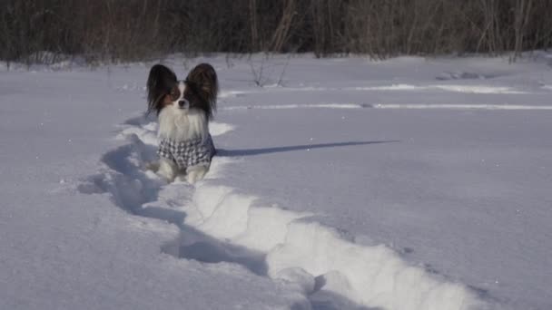Raça de cães jovens Papillon congela em uma deriva de neve no parque de inverno imagens de vídeo — Vídeo de Stock