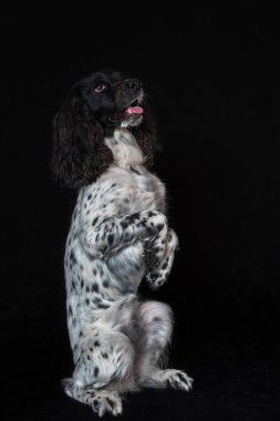 Güzel kadın İspanyol arka ayakları siyah arka plan üzerine oturur