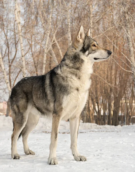 Gyönyörű hím kutya, winter Park Saarloosi farkaskutya — Stock Fotó