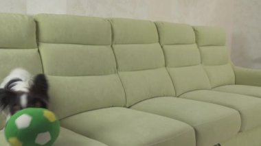 Genç köpek Papillon Continental oyuncak İspanyol köpek yakalar büyük topu doğurmak ve stok görüntüleri video çalış