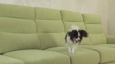 Genç köpek Papillon Continental oyuncak İspanyol köpek yakalar büyük topu doğurmak ve yavaş hareket hisse senedi görüntüleri video çalış