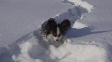 Papillon köpek cesurca yolda kar üzerinden kış park stok görüntüleri video yapar