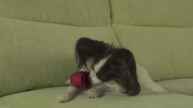 Köpek Papillon kırmızı gül burnunu çekmek ve video yaprakları Sevgililer günü stok görüntüleri üzerinde aşık keser