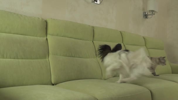 Hond Papillon wordt uitgevoerd na de kat Thaise slowmotion stock footage video — Stockvideo