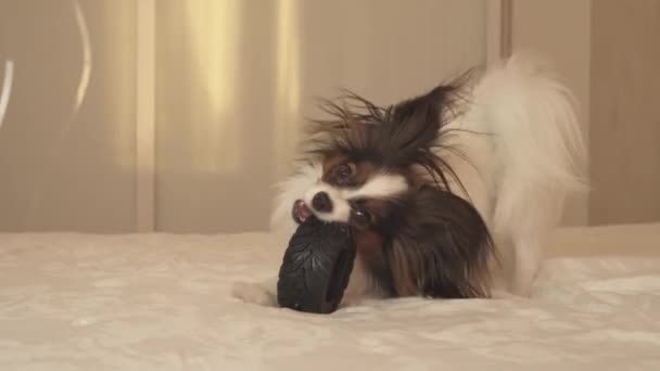 Ung hund rasen Papillon Continental leksaken Spaniel gnager gummidäck - en rolig tröttna växlare arkivfilmer video — Stockvideo