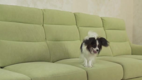 Jonge Hondenklas broedt Papillon continentaal Toy Spaniel hond vangsten grote bal en speelt slowmotion stock footage video — Stockvideo