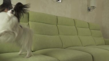 Kanepe yavaş hareket hisse senedi görüntüleri video komik atlar Papillon köpek