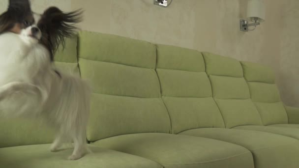 Papillon grappige sprongen op Bank slowmotion stock footage video van de hond — Stockvideo