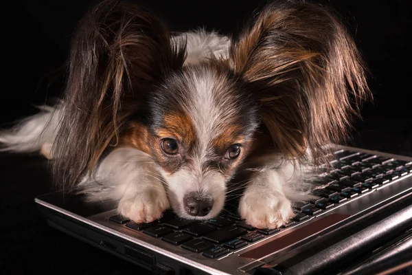 Гарна собака іграшка континентальний спанієль Papillon втомилися від роботи в ноутбук на чорному фоні — стокове фото