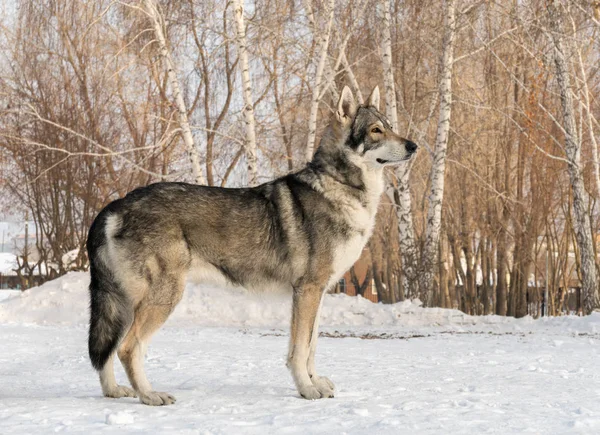 Gyönyörű hím kutya, winter Park Saarloosi farkaskutya — Stock Fotó