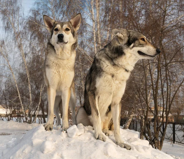 Mooie mannetje en vrouwtje van Saarlooswolfhond wolfshond in winter park — Stockfoto