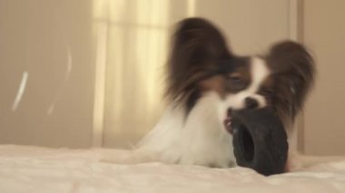 Genç köpek ırkları Papillon Continental oyuncak İspanyol kemiren kauçuk lastik - eğlenceli bir değiştirici stok görüntüleri video lastik