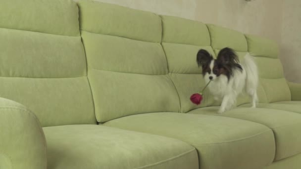Το σκυλί Papillon φέρει κόκκινο τριαντάφυλλο στο στόμα του στην αγάπη για ημέρα του Αγίου Βαλεντίνου αργής κίνησης στοκ πλάνα βίντεο — Αρχείο Βίντεο