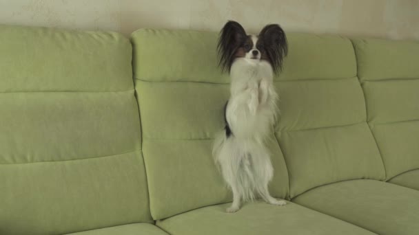 Papillon kutya mulatságosan hátsó lábakon áll, és úgy néz ki, ezen a környéken: stock footage videóinak — Stock videók