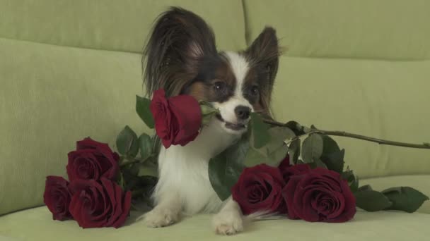 Perro Papillon mantiene rosa roja en su boca en el amor en el día de San Valentín archivo de vídeo — Vídeo de stock