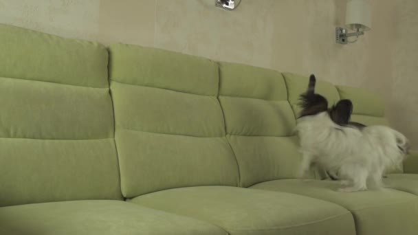 Hond Papillon wordt uitgevoerd na de kat Thaise slowmotion stock footage video — Stockvideo
