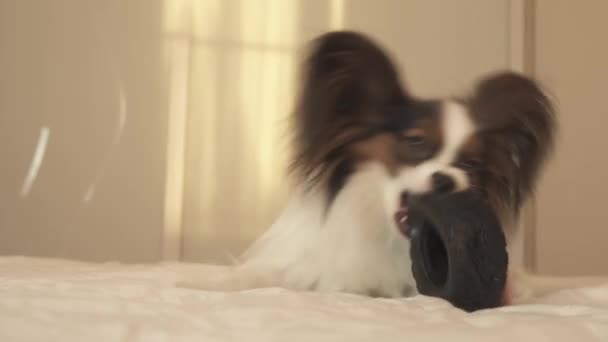 Raças de cães jovens Papillon Continental Toy Spaniel rói pneu de borracha - um divertido trocador de pneus imagens vídeo — Vídeo de Stock