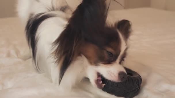 Молодая собака породы Papillon Continental Toy Spaniel грызет резиновые шины - веселое видео смены шин — стоковое видео