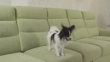 Genç köpek Papillon Continental oyuncak İspanyol köpek yakalar büyük topu doğurmak ve stok görüntüleri video çalış