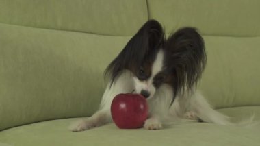Köpek Papillon burnunu çekmek ve Kırmızı elma stok görüntüleri video yalıyor