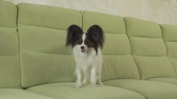 Jonge Hondenklas broedt Papillon continentaal Toy Spaniel hond vangsten grote bal en speelt slowmotion stock footage video — Stockvideo