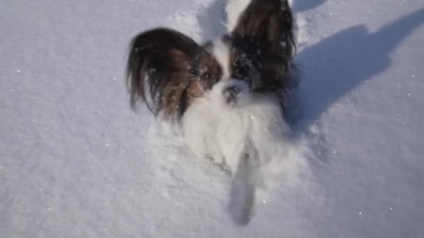 Papillon perro valientemente hace su camino a través de la nieve en el parque de invierno cámara lenta archivo de vídeo — Vídeos de Stock
