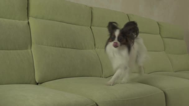 Dog Papillon funny jumps on couch slow motion stock footage video — Stock Video