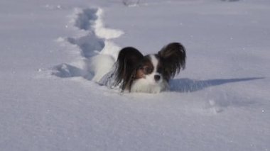 Papillon köpek cesurca yolda kar üzerinden kış park stok görüntüleri video yapar