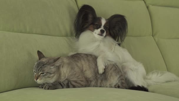 Perro Papillon se encuentra en el gato material de archivo de vídeo — Vídeo de stock