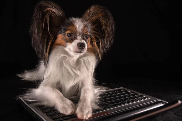 Красиві Собаки континентальні іграшка спанієль Papillon працюють в ноутбук на чорному фоні — стокове фото