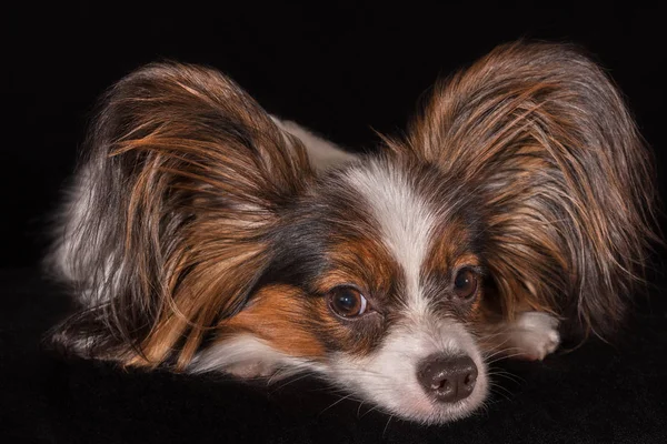 Bonito jovem cão masculino Continental brinquedo Spaniel Papillon no fundo preto — Fotografia de Stock