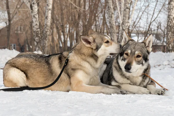 Mooie mannetje en vrouwtje van Saarlooswolfhond wolfshond in winter park — Stockfoto