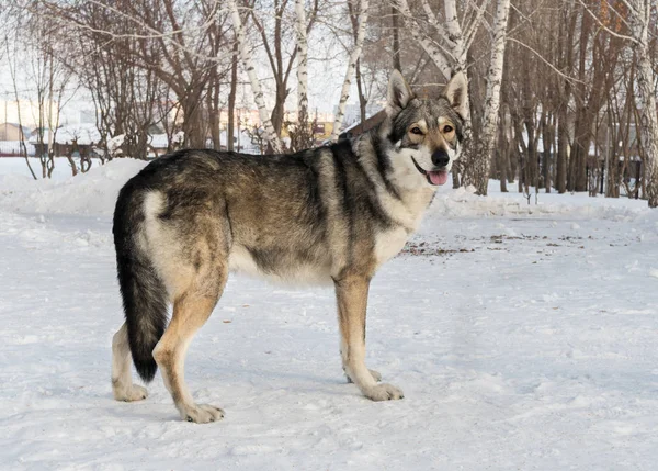 Mooie mannelijke hond van Saarlooswolfhond wolfshond in winter park — Stockfoto