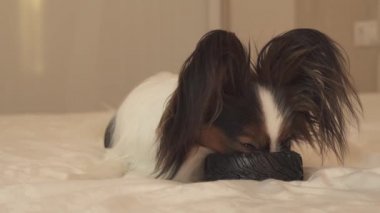 Genç köpek ırkları Papillon Continental oyuncak İspanyol kemiren kauçuk lastik - eğlenceli bir değiştirici stok görüntüleri video lastik