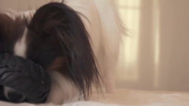 Genç köpek ırkları Papillon Continental oyuncak İspanyol kemiren kauçuk lastik - eğlenceli bir değiştirici stok görüntüleri video lastik