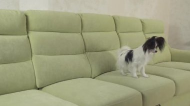 Genç köpek Papillon Continental oyuncak İspanyol köpek yakalar büyük topu doğurmak ve stok görüntüleri video çalış