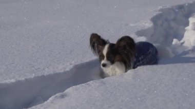 Papillon köpek cesurca yolda kar üzerinden kış park stok görüntüleri video yapar
