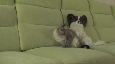 Papillon köpek kedi stok görüntüleri video yatıyor