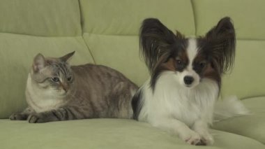 Köpek Papillon korku ile kedi Tay gergin ilişki stok görüntüleri video görünüyor.