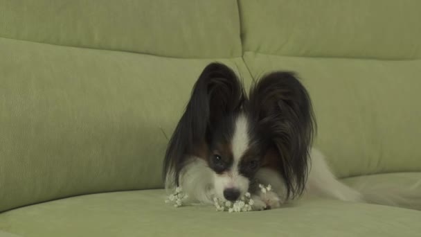 Собака Papillon нюхает и грызет белые цветы в любви на День Святого Валентина видео — стоковое видео