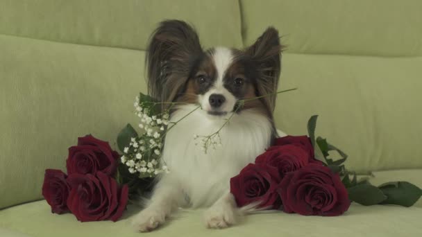 Hund Papillon håller blomma i sin mun som omges av röda rosor i kärlek på alla hjärtans dag arkivfilmer video — Stockvideo