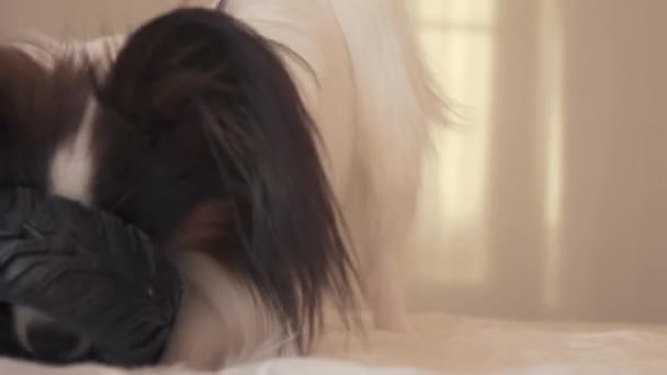 Junger Hund züchtet Papillon Continental Spielzeug Spaniel nagt Gummireifen - ein lustiger Reifenwechsel Stock Footage Video — Stockvideo