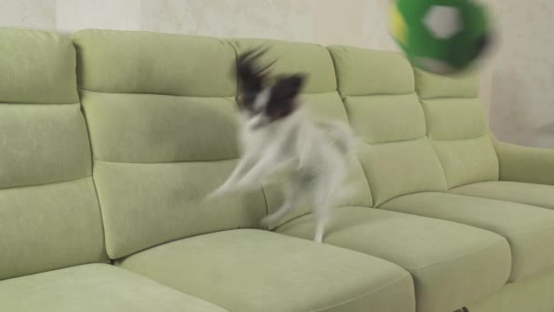 Молоду собаку породи Papillon континентальний спанієль собака улови велику кулю і грає відео Відеоматеріал — стокове відео