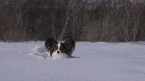Papillon dog courageously makes his way through the snow in winter park slow motion stock footage video — Stock Video