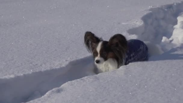 Papillon chien fait courageusement son chemin à travers la neige dans le parc d'hiver stock vidéo — Video