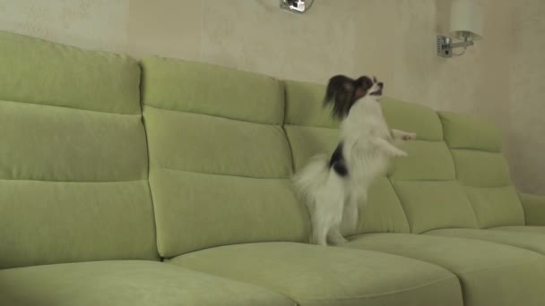 Dog Papillon funny jumping on his hind legs slow motion stock footage video — Stock Video