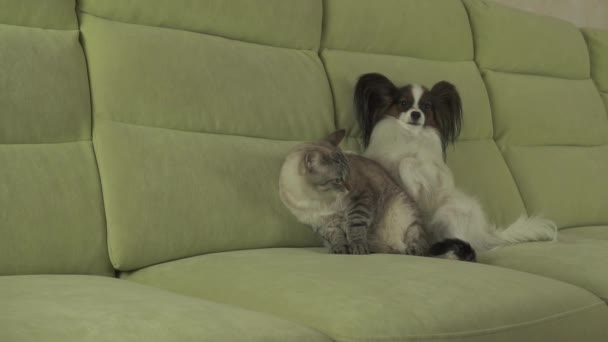 Dog Papillon лежит на видео с кошачьими акциями — стоковое видео