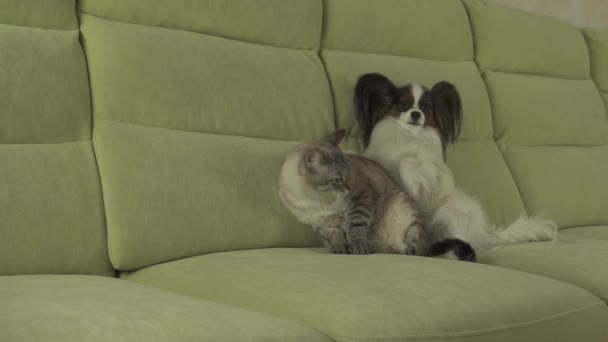 Chien Papillon mensonges sur chat stock vidéo — Video