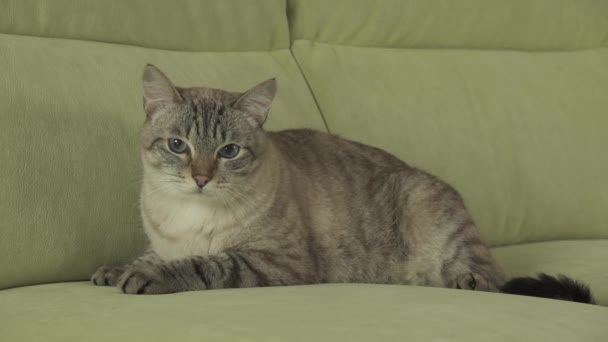 Katze thailändische Rasse liegt auf Couch und schaut sich um Stock Footage Video — Stockvideo