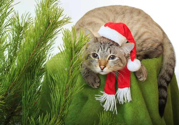 Rolig katt i en jultomten hatt under julgranen — Stockfoto